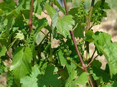 young riesling