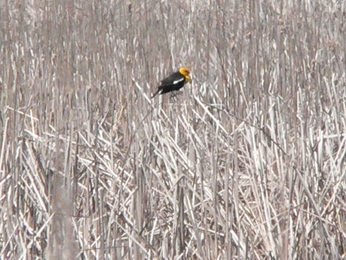 Yellow-headed Blackbird
