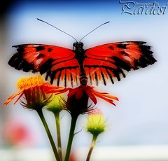 Orton Butterfly