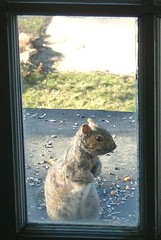 Squirrel at my window
