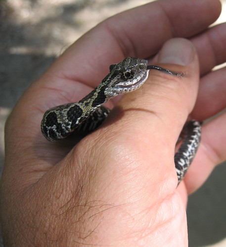 Baby Eastern Hognose Snake