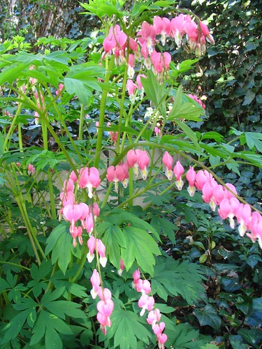 my favorite dicentra