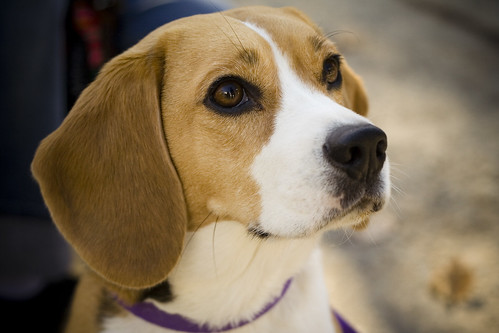 Camry the beagle