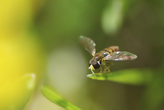 Syrphid fly - by Gavatron