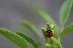 Hippodamia variegata