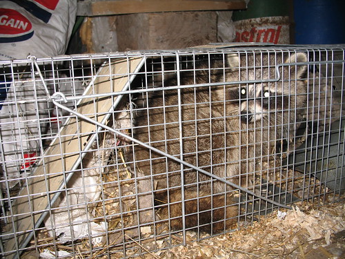 Coon in a cage