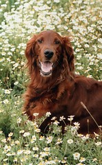 setter irish dog dogs kessie summer file cute pet exfordy days unusual commons month bed thanks overview safety setters flickr