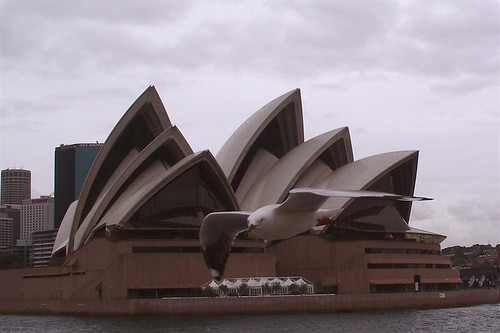 seagull and opera house