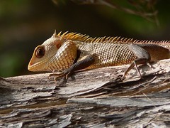 Garden Lizard (best viewed large)