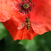 hover fly and poppy
