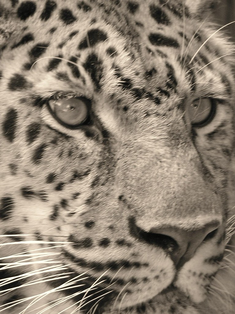 jaguar up close