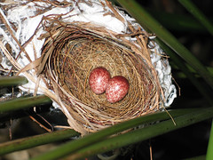 bulbul nest and eggs