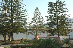 trees in church courtyard Mexico