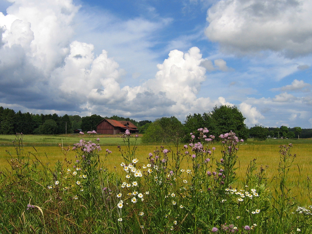Fields at Nedersta