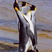 King Penguins, Falkland Islands