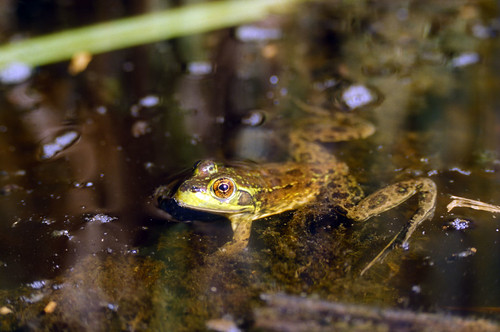 Rana septentrionalis (mink frog) by alumroot