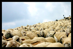 High sheeps