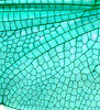 Dragonfly wing 4 - photoshop blue