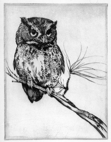 Plate I. Screech Owl