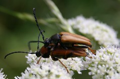 Mating bugs (detail)