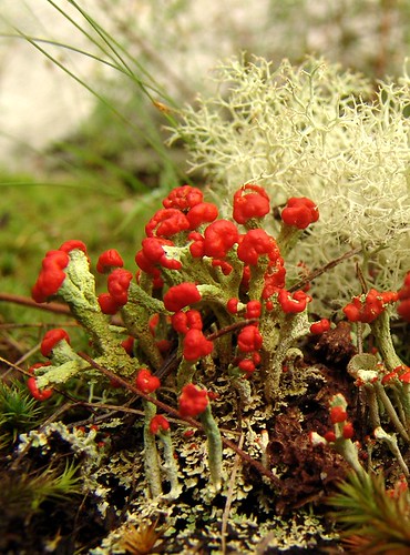 British Soldiers - Cladonia lichen by zen.