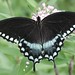 Spicebush Swallowtail female, P8120118