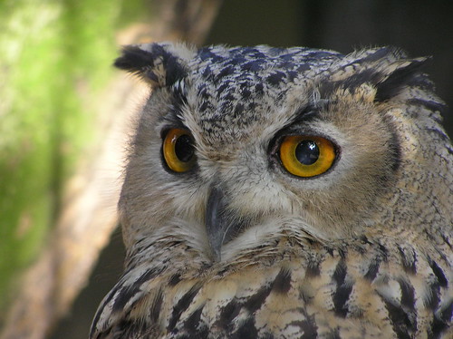 Zen owl. ;-)