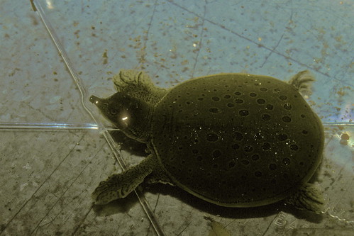 Young spiny softshell turtle by alumroot