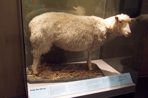 dolly was the cloned sheep who