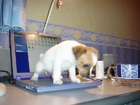 dog urinating a computer
