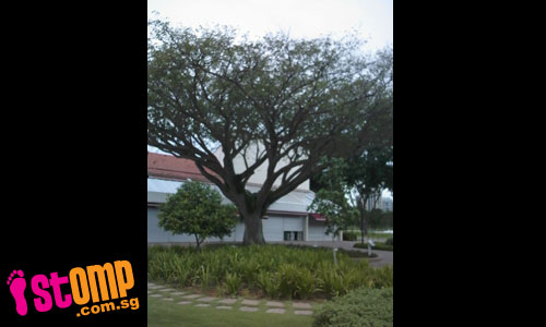  Why was this famous tree at East Coast Seafood Centre removed?