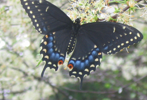 butterfly2 by cicerocat