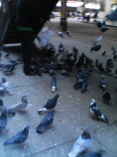 Pigeons In My Way