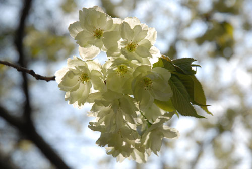 Blossoms Two