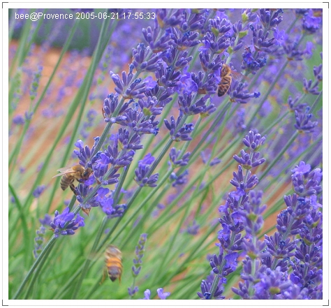 採薰衣草蜜的蜜蜂們
