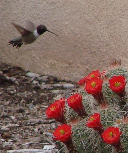 hummingbird and claret cup cactus -- cropped