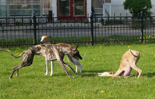 Whippets, Coco and Tiger