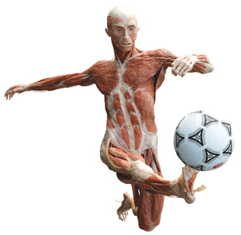 Body Worlds Soccer Player