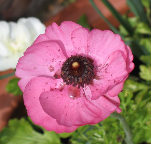 Pink flower black pollen
