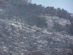 Griffith Park Burnt Hillside