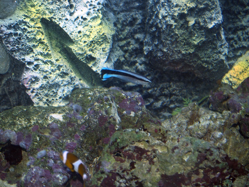 Some aquarium Inhabitants 06