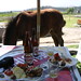 The horse joins us for dinner