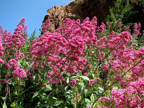 Unknown beautiful pink wildflowers