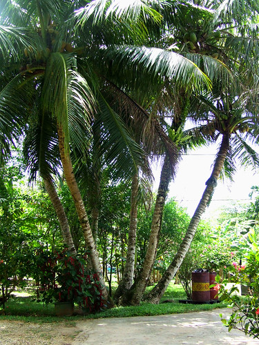 Saipan, A'be's garden - trunkon niyok (coconut tree)