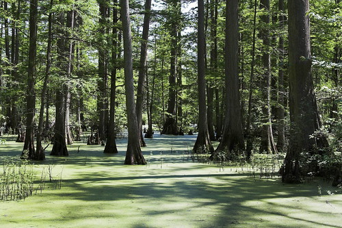 Cypress Trees and Duckweed