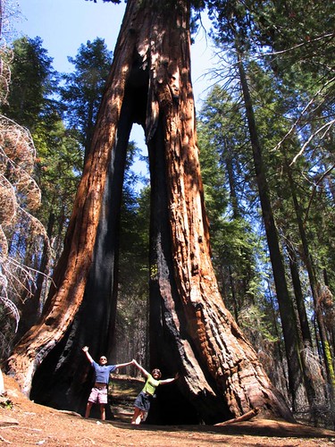 Clothespin Sequoia