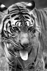 Zoo Negara Malaysia September 2006 - Malayan Tiger(3)