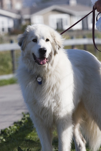 Mike L’s Great Pyrenees dog Tavish - mik by mikebaird, on Flickr