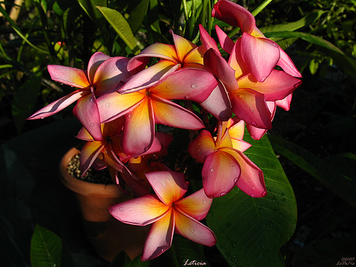 Hawaiian Flowers by mad plumerian