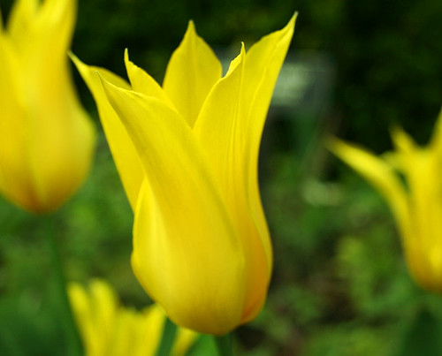 Yellow-Tulip
